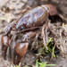 Digger Crayfish, Fallicambarus fodiens

Burrows behind Marion Fish Hatchery, Perry County, AL

Photo by: Guenter Schuster