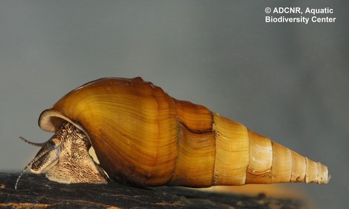 Rough hornsnail