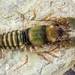 Coosa Crayfish, Cambarus coosae: 

Little Cahaba River near County Road 10, Bibb County, AL

Photo by: Guenter Schuster