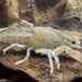 Crisscross Crayfish, Procambarus marthae

Ditch Near Bogue Chitto Creek, Perry County, AL

Photo by: Guenter Schuster